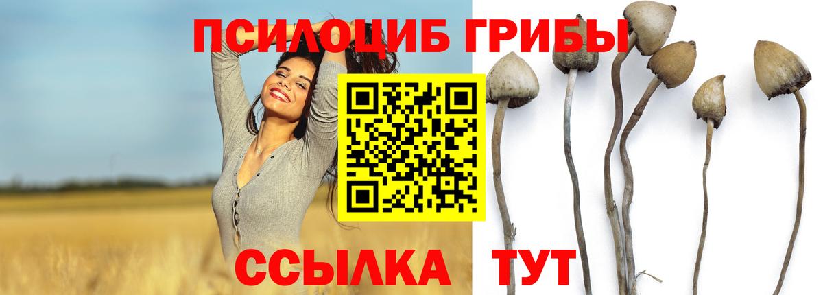 Галлюциногенные грибы Psilocybe Нефтеюганск